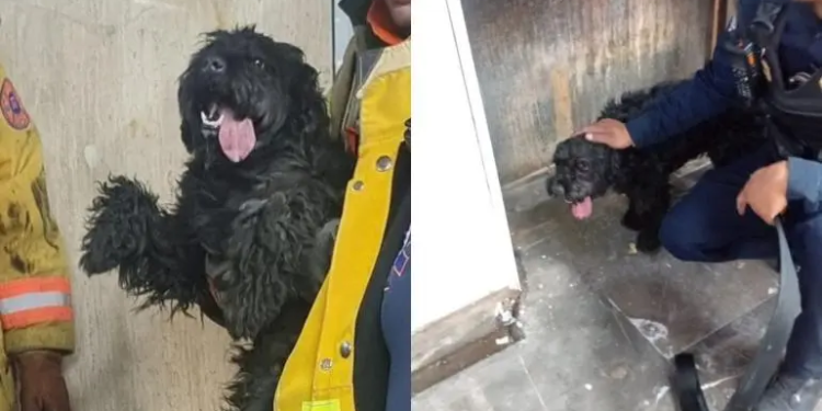 Rescatan a perro en vías del Metro; Línea 9 sufre retrasos de hasta una hora