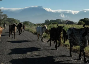 Cae 0.1% la actividad económica en enero a tasa interanual, revela Inegi