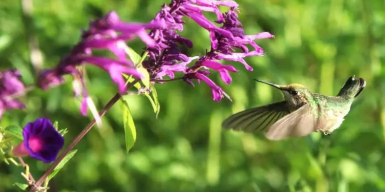 Descubren cinco nuevas especies de colibríes en el Bosque de Chapultepec