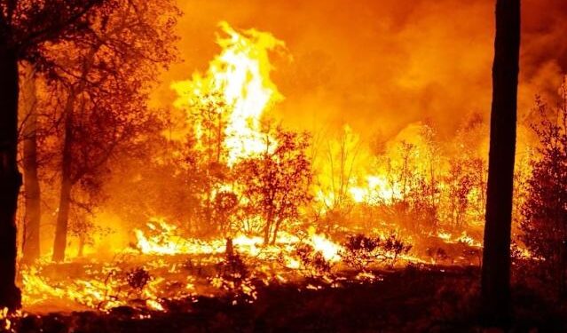 Hay 114 incendios activos en 23 estados; 38 mil hectáreas están afectadas: Protección Civil