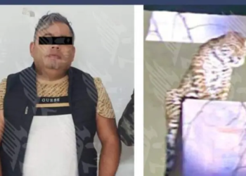 Aseguran jaguar durante cateo en Puebla; hay un detenido
