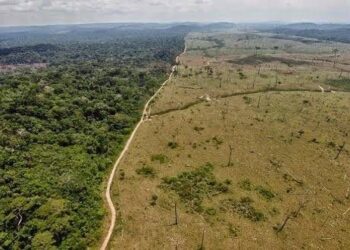 Bosques y selvas de México: clave en la lucha contra el Cambio Climático; convocan a foro para su análisis