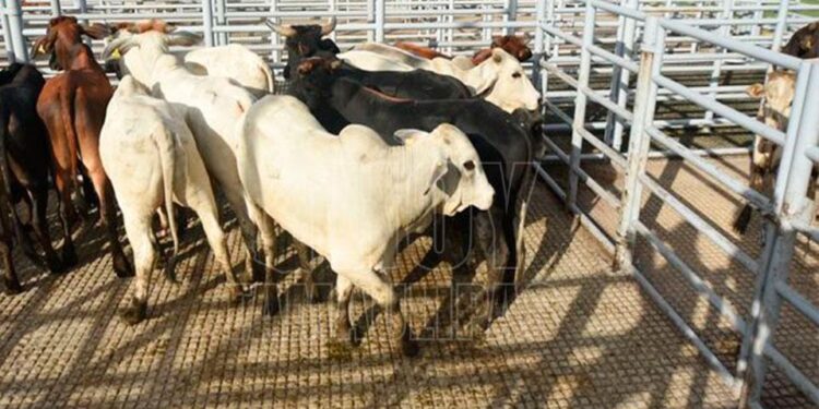 Es injusto que EU cerrara frontera a ganado mexicano: Sheinbaum