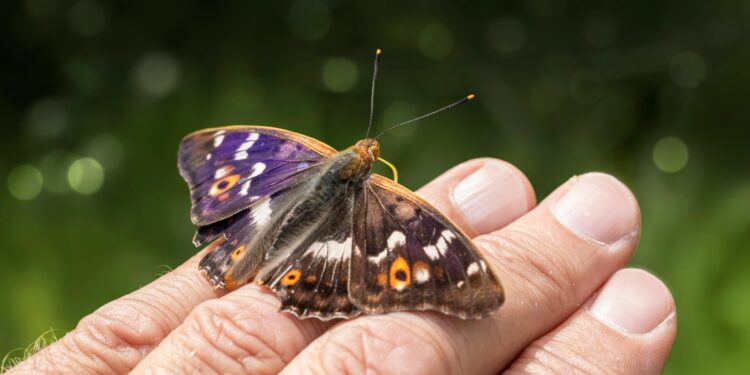 Enfermedad de Parkinson en la quinta década de la vida, cada vez más frecuente
