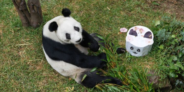 La historia de Xin Xin, la panda que vive en la CDMX y que acaba de cumplir 35 años