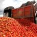 México tiene hasta el 15 de julio para evitar arancel del 20.91% al jitomate mexicano en EE. UU.